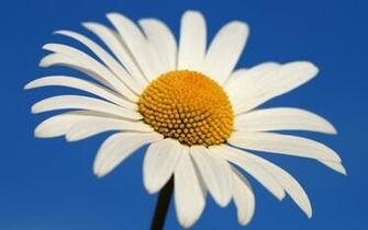 Glowing White Daisy Wallpaper HD