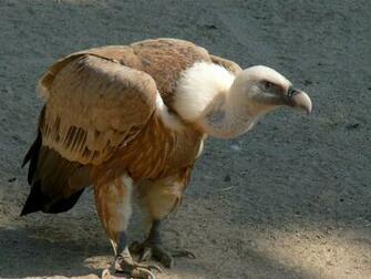 Vulture Wallpaper Wallpaper9