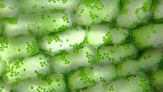 Best Chloroplast Wallpaper