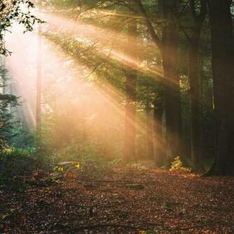 Wallpaper Forest Trees Sunlight Landscape