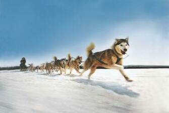 Dog Sledding Wallpaper High Quality