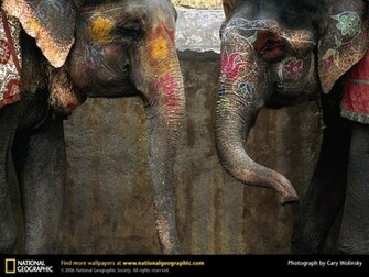 Elephants Regard One Another In A Jaipur Park India Asian