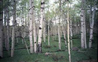 Birch Trees