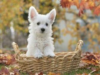 Westie Puppy Wallpaper Imgkid The Image Kid
