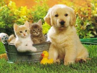 Dog And Cat Wallpaper Desktop The Big Background