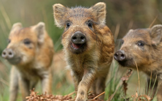 Animals Pigs Wallpaper HD