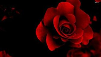You Can Velvet Red Rose Flower Wallpaper In