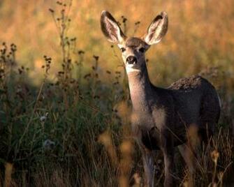Deer Computer Wallpaper Desktop Background Id