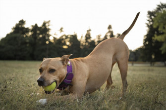 Pitbull Breeds Wallpaper