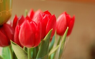 Red Tulips Wallpaper