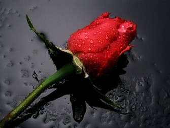 Red Rose Wallpaper White For Desktop Background