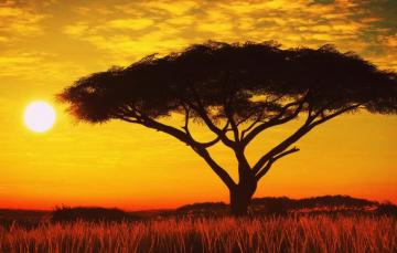 Wallpaper The Sun Sunset Tree Silhouette Image For Desktop