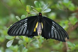 Black Butterflies Wallpaper