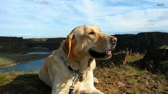 Golden Retriever Wallpaper Pictures Image