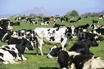 Holstein Cattle Wallpaper Wallsauce Us