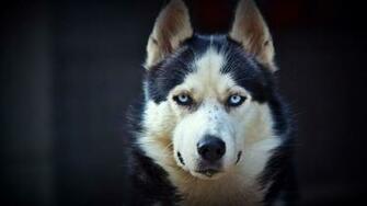 Husky Wallpaper High Resolution And Quality