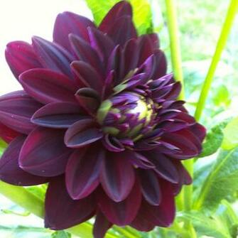 Dahlia Flower Image Var