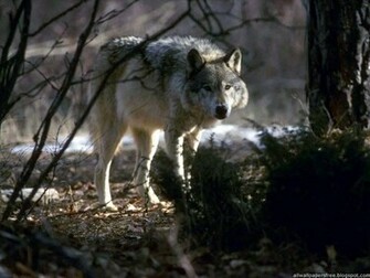 Cool Wolf Wallpaper