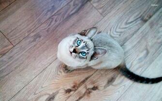 Siamese Cat Wallpaper