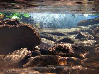 This Little Pool Shelters Some Eager Small Stream Brook Trout Though