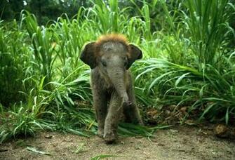 Cute Baby Elephant Wallpaper