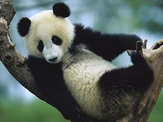 Amazing Giant Panda Endangered Species Pandas