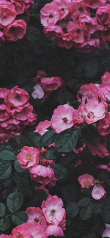 Wild Rose Bush Wallpaper