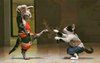 Karate Cat Funny HD Wallpaper Storm