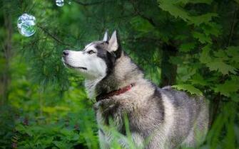 Related Items Husky Wallpaper Siberian Pics