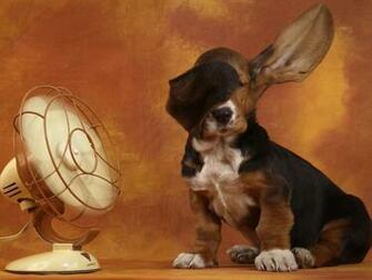 Cool Dog Background