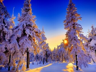 Winter Sun Wallpaper