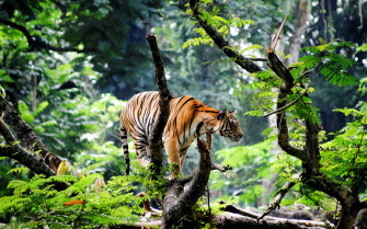 Jungle Animal Wallpaper