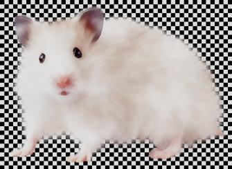 Hamster Background Clipart Rat Mouse White Transparent Clip Art