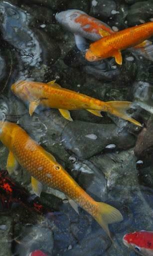 Thank You For Ing My Koi HD Live Wallpaper Please