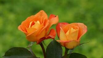 Orange Roses