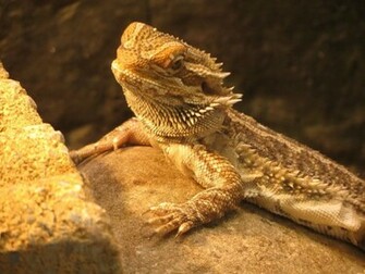 Pix For Bearded Dragon Wallpaper