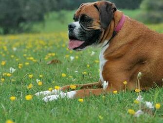 Cute Boxer Dog Wallpaper Desktop Dogs