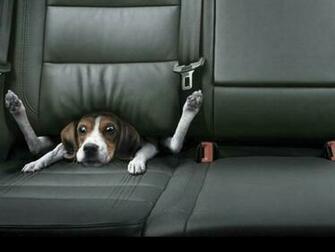 Funny Wallpaper HD Dog