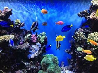 Monterey Bay Aquarium A Mission Of Conservation The Alternative