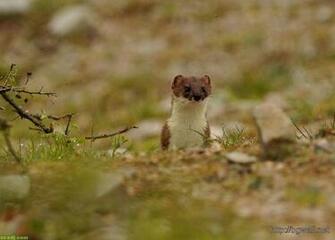 Cute Stoat Macro Wallpaper Background HD
