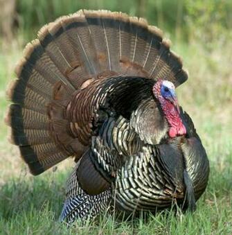 Turkey Bird HD Wallpaper