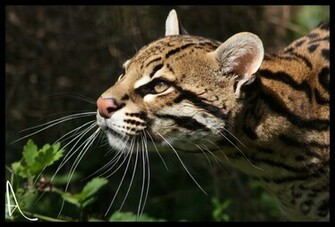 Background Collections Ocelot Wallpaper