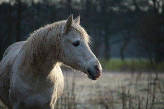 Horse Mold Frost Stallion Pasture Snow Winter Mane Wallpaper