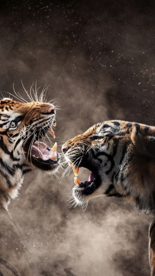 Cool Tiger Background Wallpaper