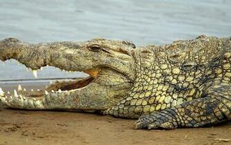 Crocodile Wallpaper