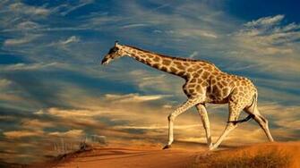 Giraffe Wallpaper HD