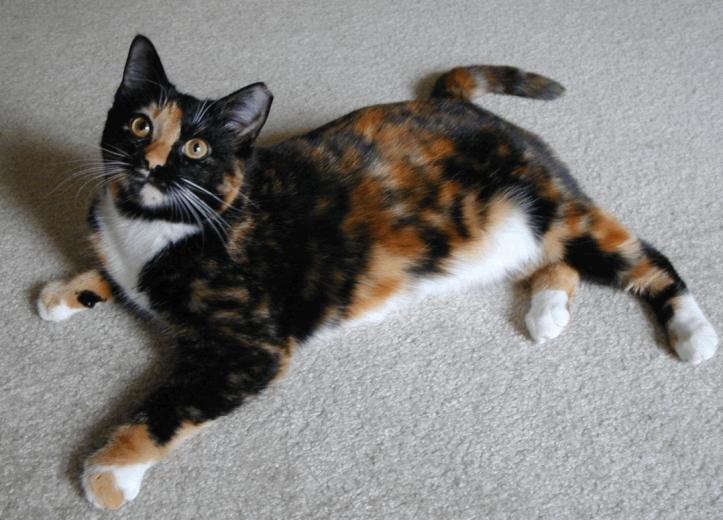 Desktop HD Wallpaper S Calico Cats