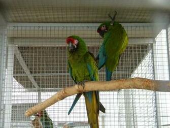 Military Macaw Ara Militaris Ssp Mexicana Background Bird In