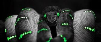 Python Programming Language Wallpaper Helpout Series