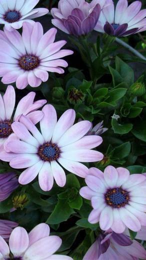 Purple Flowers iPhone Background HD